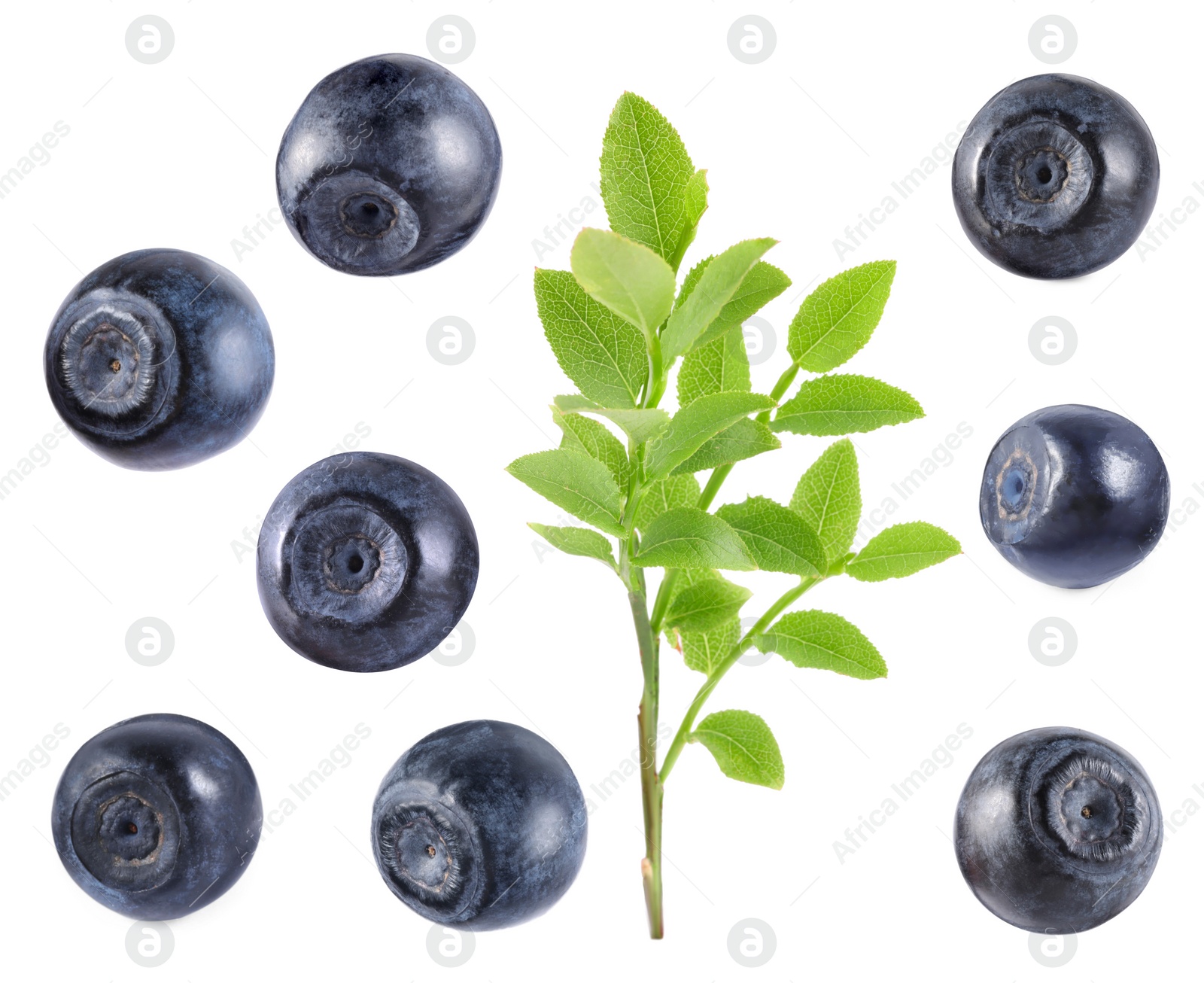 Image of Set with fresh ripe bilberries and green leaves isolated on white