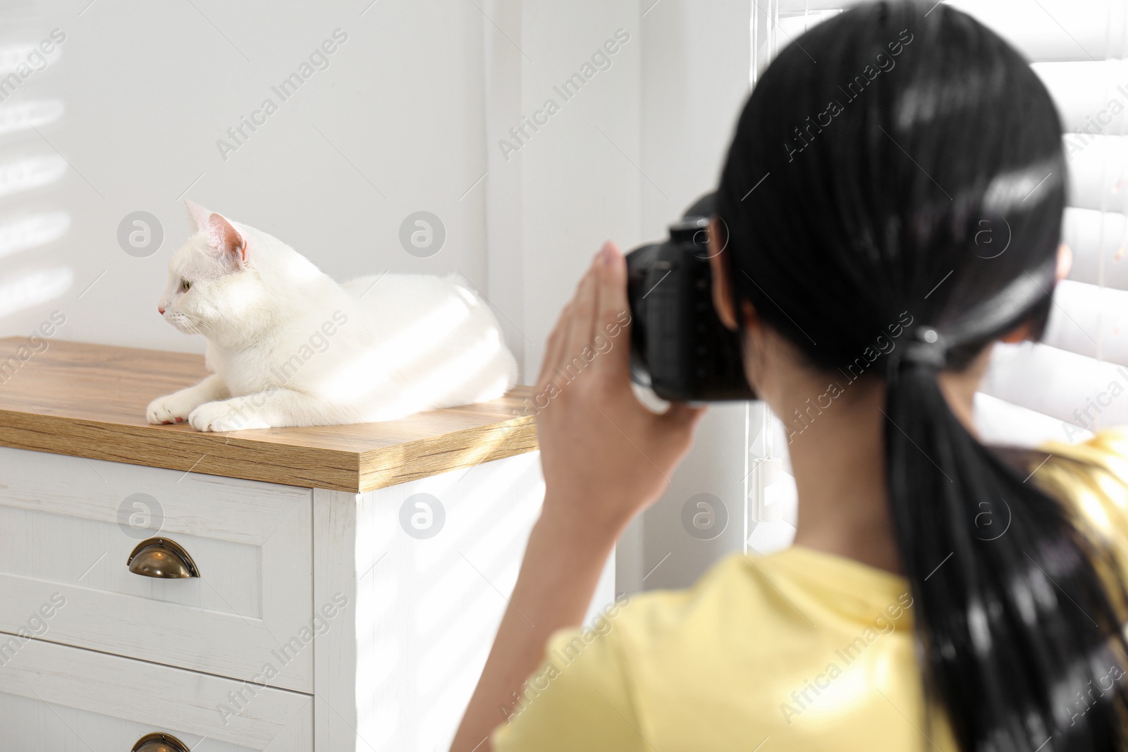 Photo of Professional animal photographer taking picture of beautiful white cat indoors