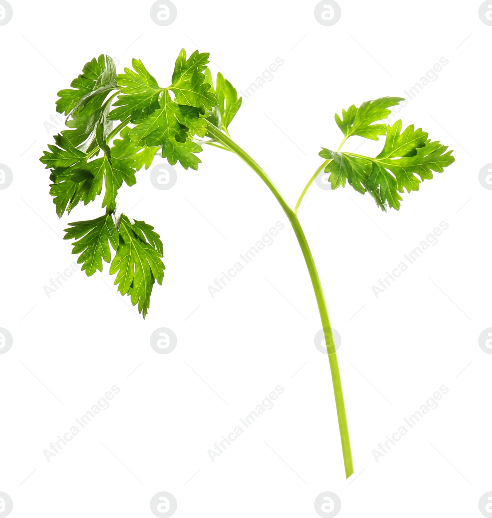 Photo of Fresh green organic parsley on white background