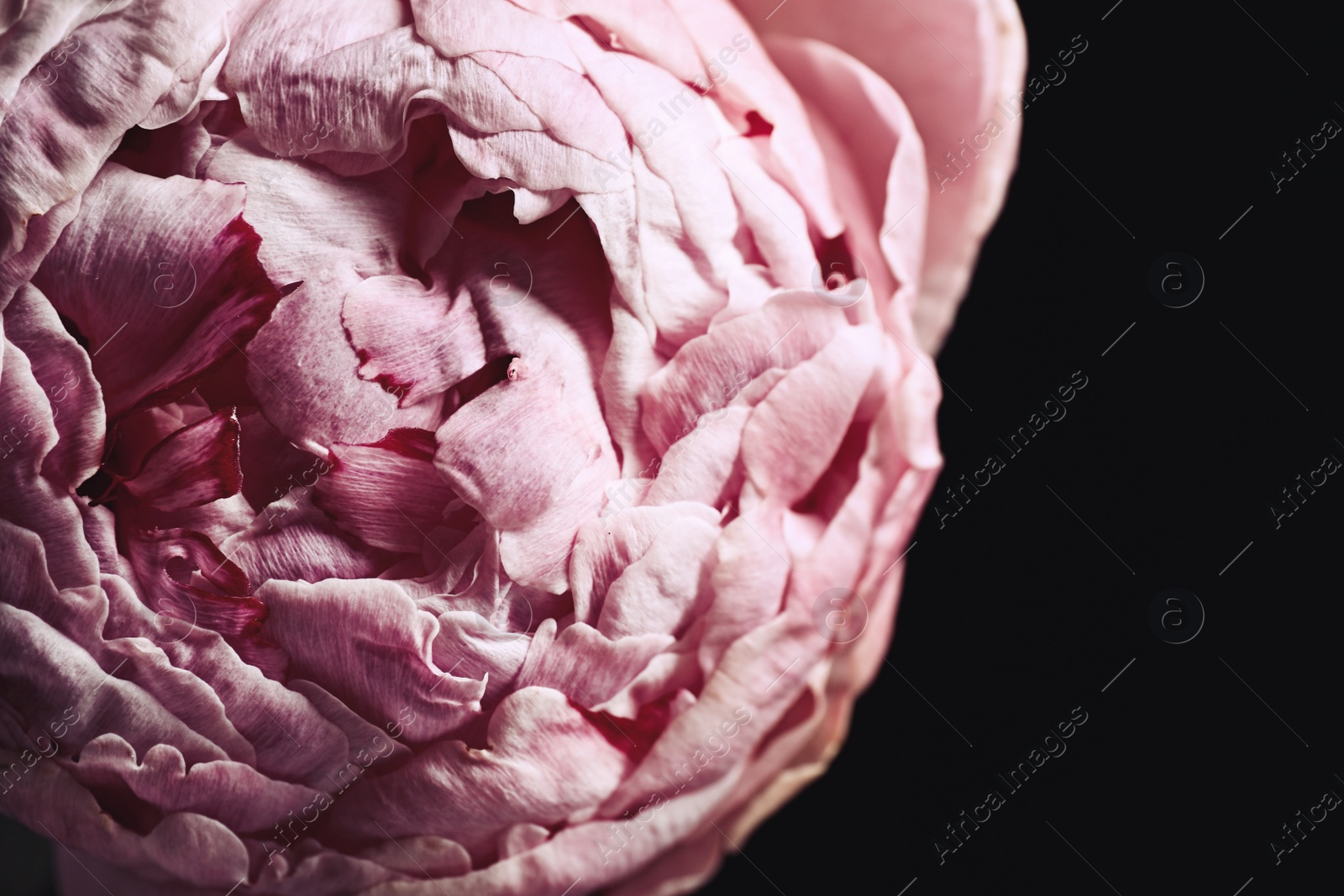 Photo of Beautiful fresh peony on black background, closeup. Floral card design with dark vintage effect