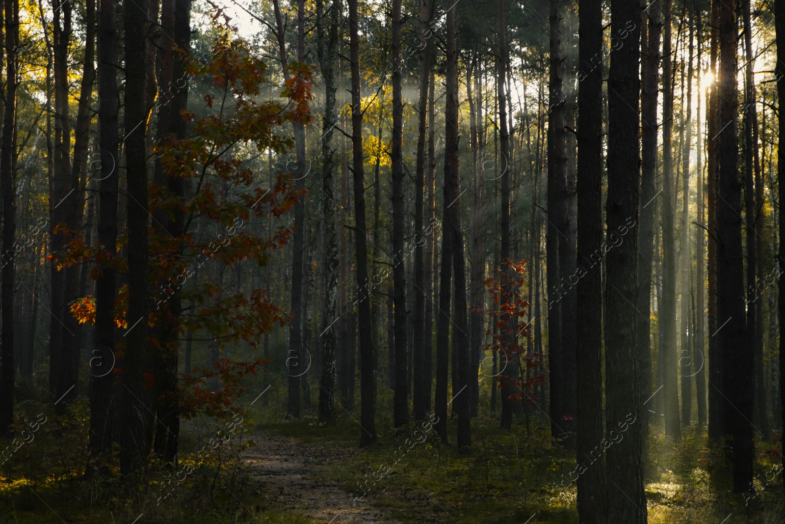 Photo of Majestic view of forest with sunbeams shining through trees in morning