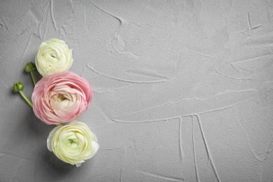 Photo of Beautiful ranunculus flowers on grey background