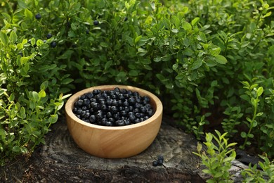 Photo of Wooden bowl of bilberries and green shrubs growing in forest