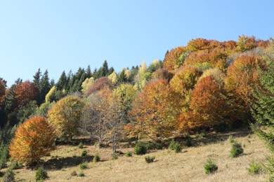 Photo of View of beautiful forest on sunny day in autumn