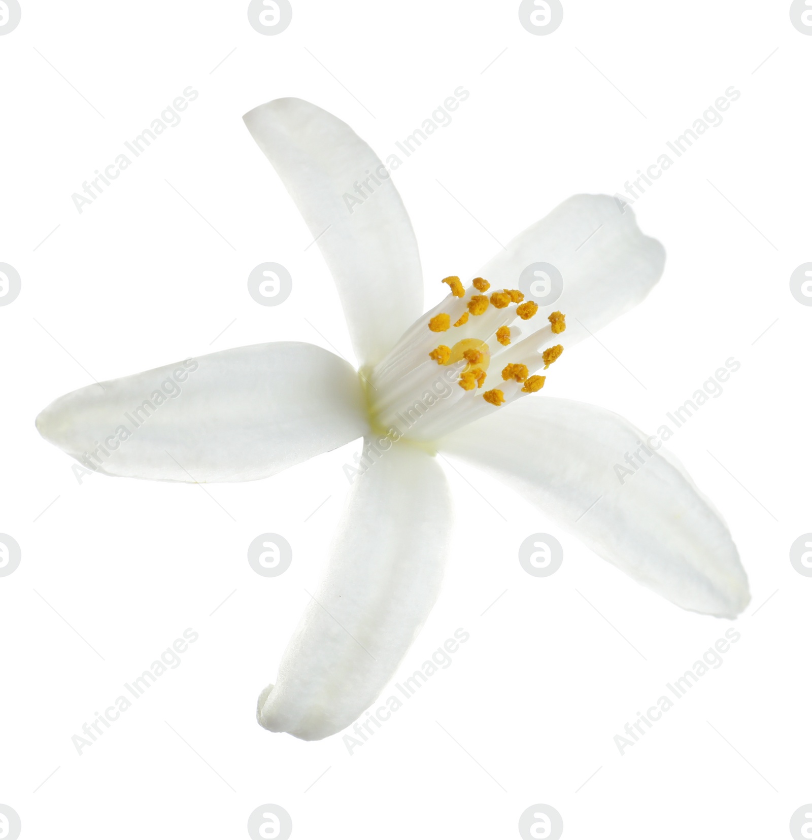 Photo of Beautiful blooming citrus flower on white background