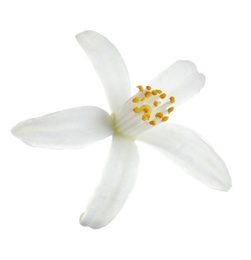 Photo of Beautiful blooming citrus flower on white background