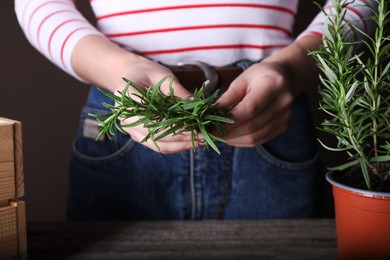 Photo of Woman holding green rosemary sprigs at wooden table, closeup