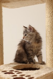 Photo of Cute fluffy kitten on cat tree against light background