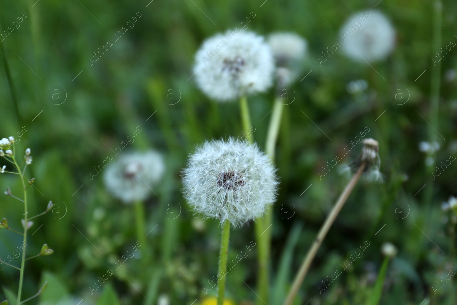 Photo of Beautiful fluffy dandelion flowers growing outdoors, closeup