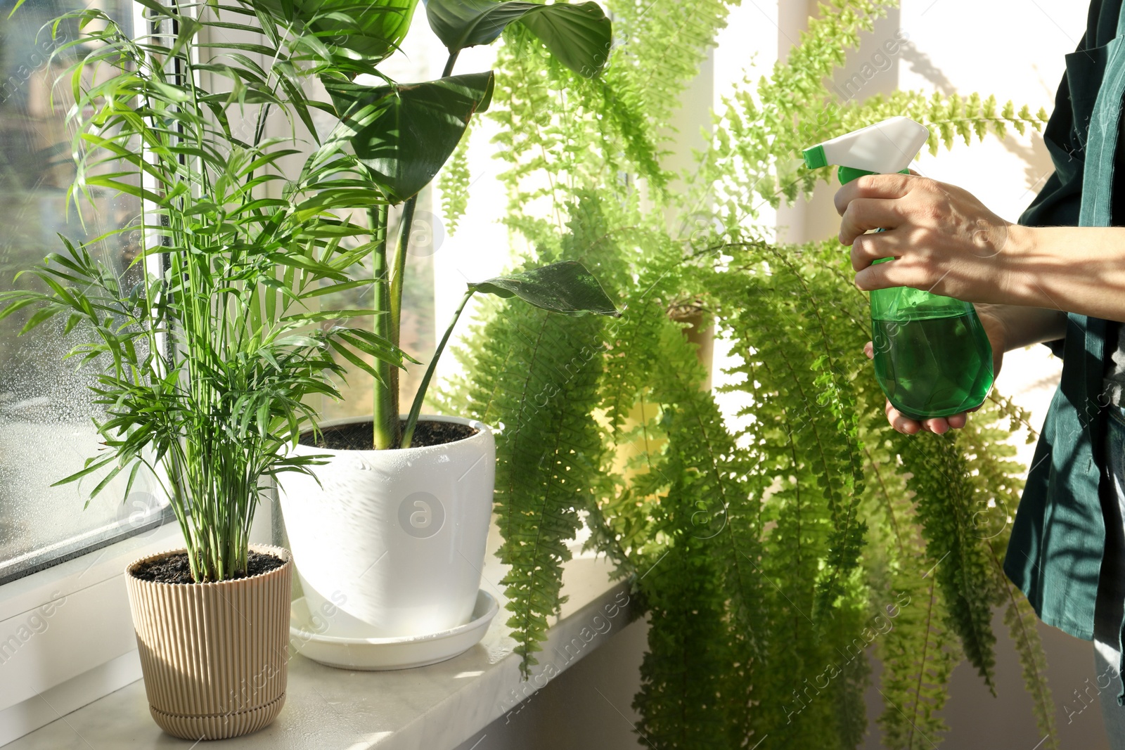 Photo of Woman spraying beautiful house plants with water on windowsill indoors, closeup