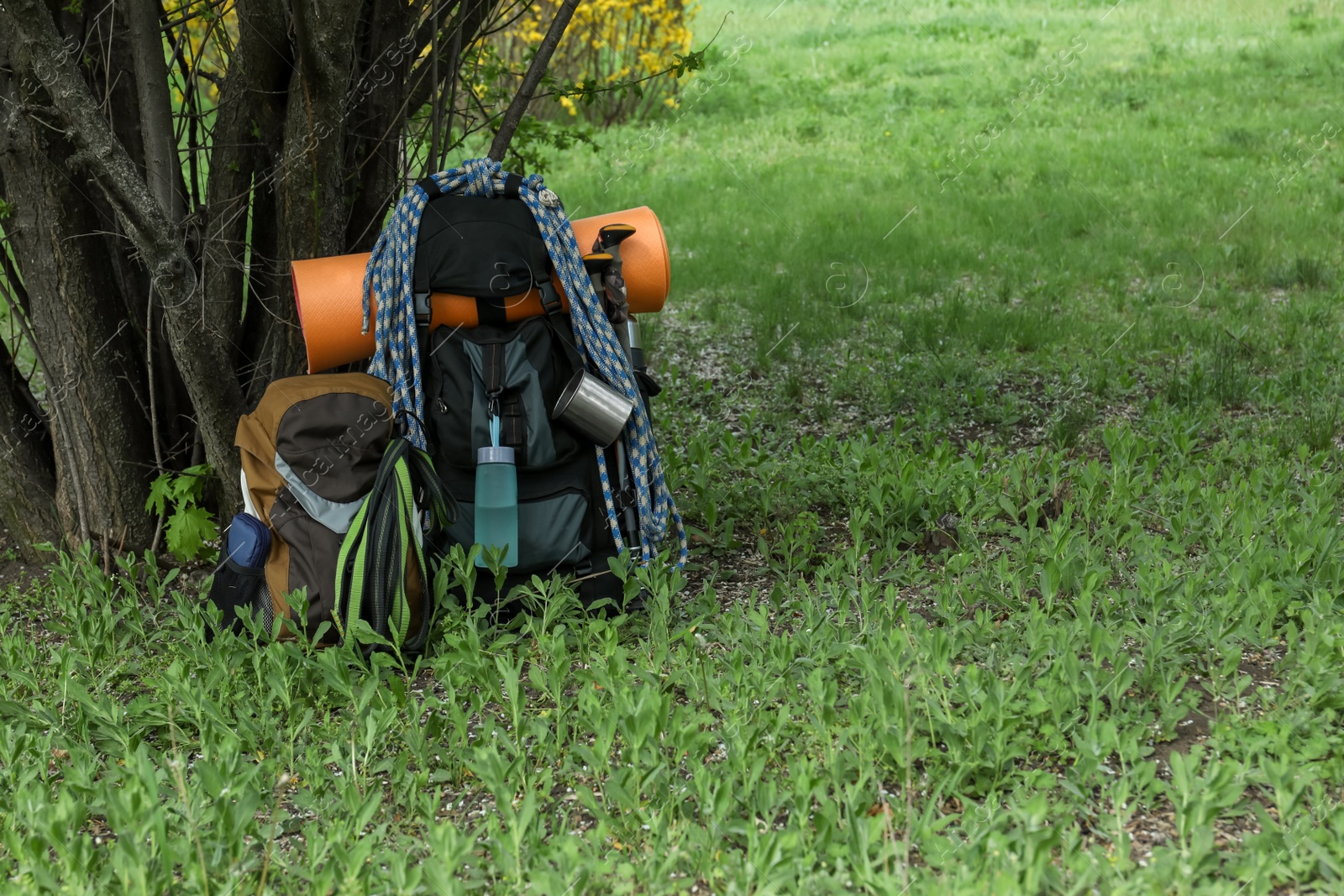 Photo of Backpacks with hiking equipment near tree on green grass. Space for text