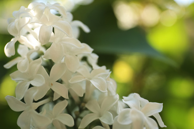 Closeup view of blossoming white lilac shrub outdoors