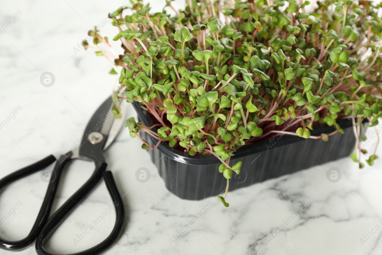 Photo of Fresh radish microgreens in plastic container and scissors on white marble table, closeup