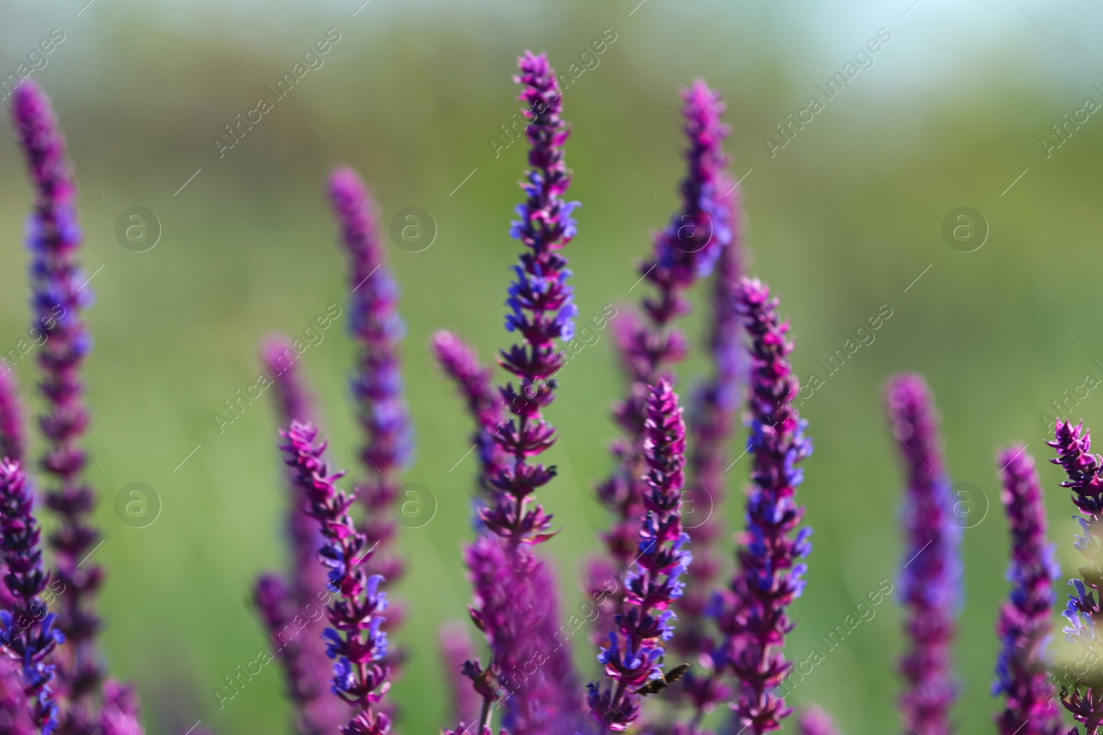 Photo of Beautiful wild flowers outdoors on sunny day. Amazing nature in summer