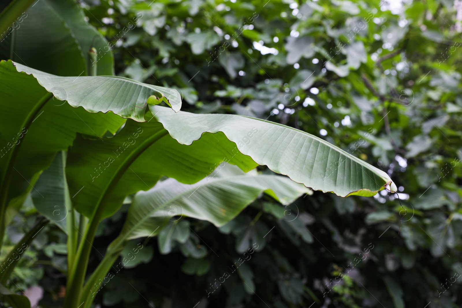 Photo of Fresh green banana plants growing outdoors. Tropical leaves