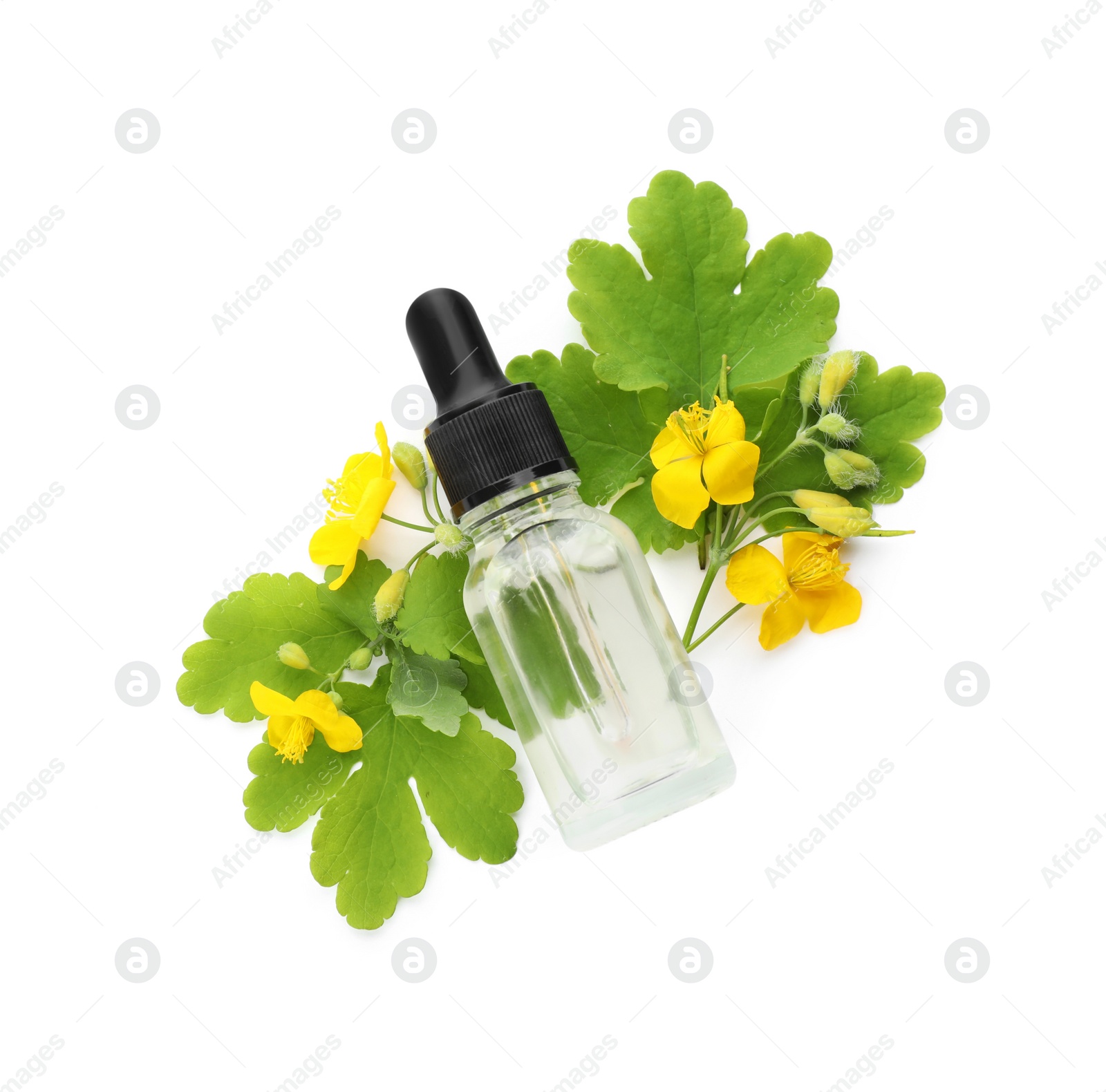 Photo of Bottle of essential oil and celandine on white background, top view