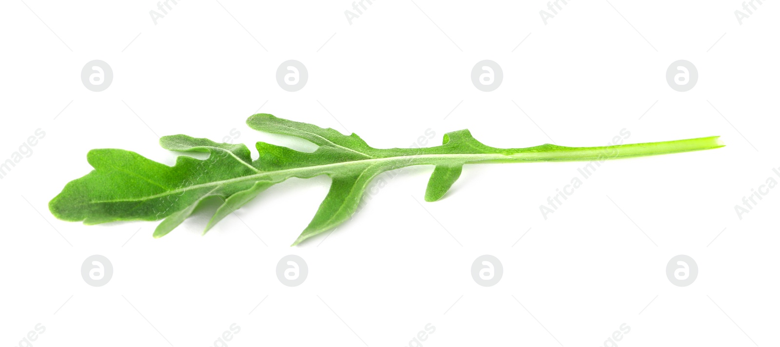 Photo of Leaf of fresh arugula isolated on white