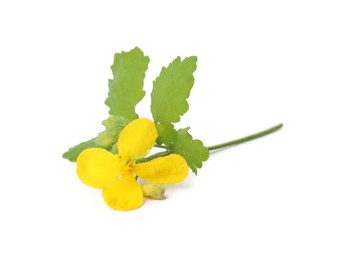 Celandine with yellow flower and green leaves isolated on white