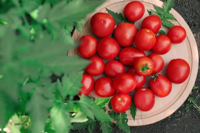 Wooden board with fresh ripe tomatoes outdoors, top view
