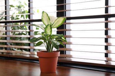 Photo of Green potted plant on window sill at home. Space for text