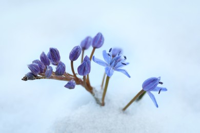 Beautiful lilac alpine squill flowers growing through 
snow outdoors