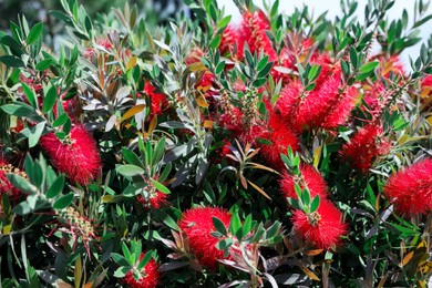 Photo of Beautiful blooming crimson bottlebrush outdoors on sunny day. Tropical plant