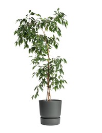 Photo of Beautiful ficus plant in pot on white background. House decor