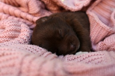 Photo of Cute puppy sleeping on pink knitted blanket, closeup