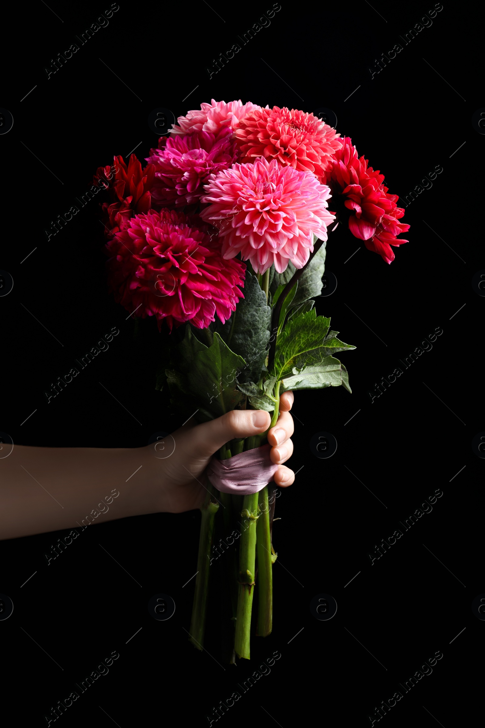 Photo of Woman holding beautiful dahlia flowers on black background, closeup