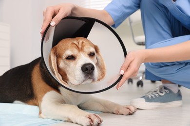 Veterinarian with adorable Beagle dog wearing medical plastic collar in clinic, closeup