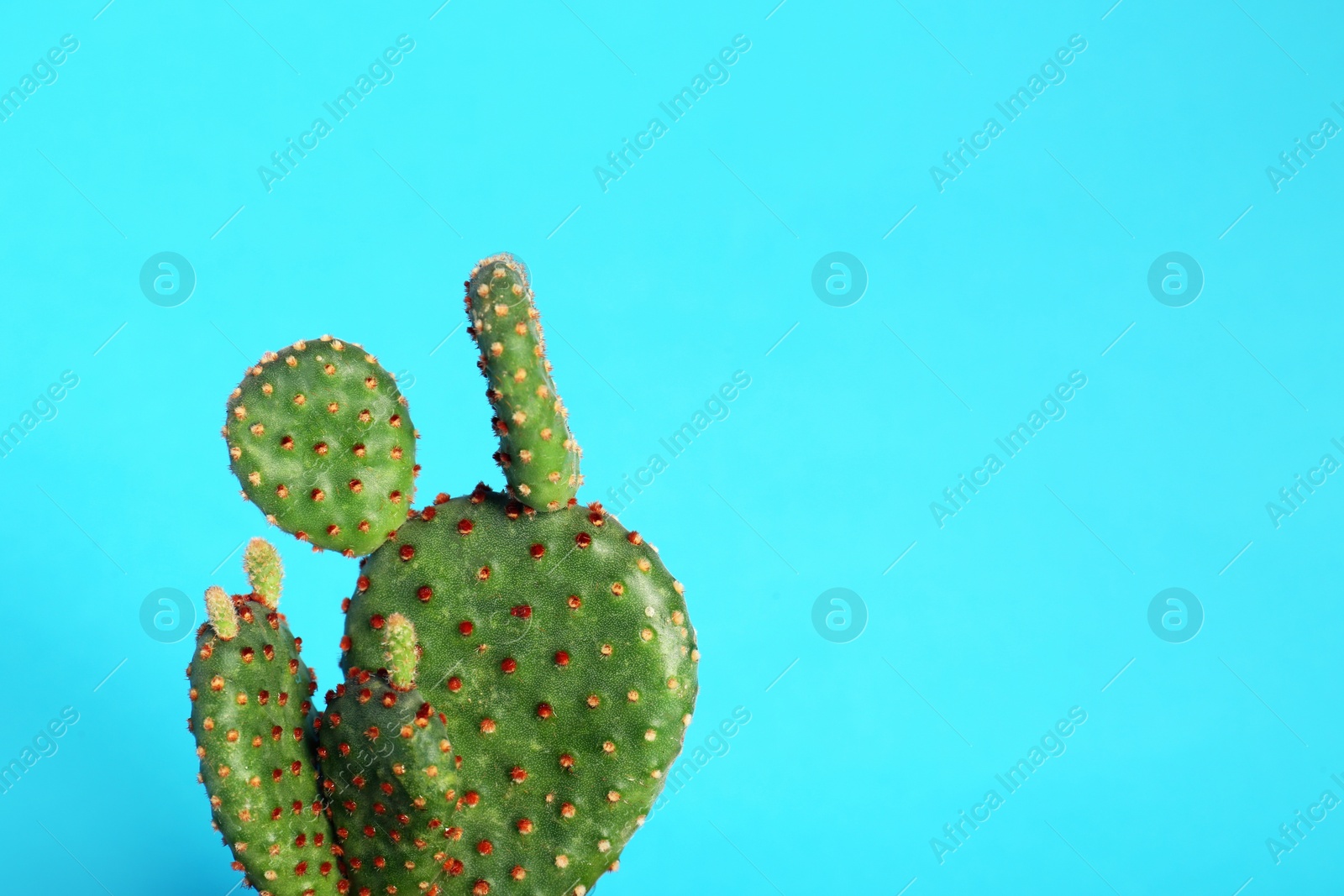 Photo of Beautiful green exotic cactus on light blue background. Space for text