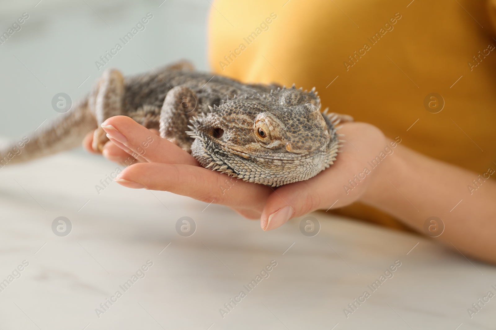 Photo of Woman holding bearded lizard indoors, closeup. Exotic pet