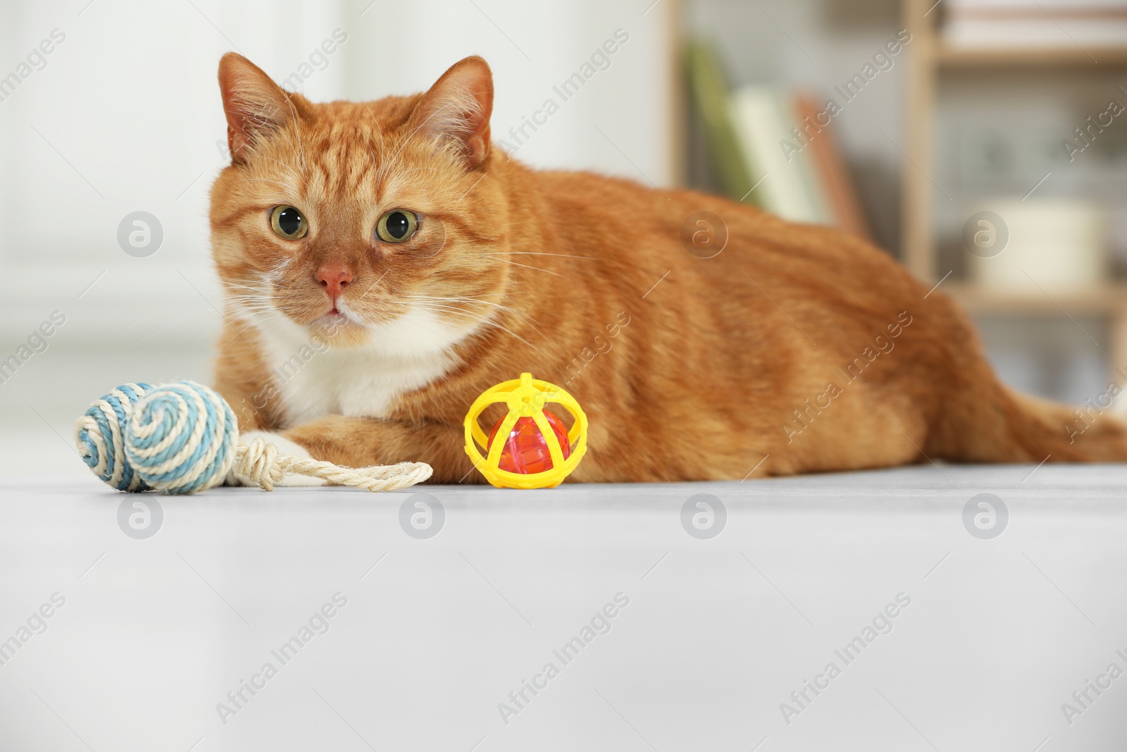 Photo of Cute ginger cat playing with toys at home