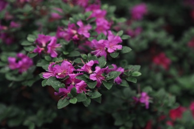 Photo of Beautiful tiny tropical flowers in botanical garden, closeup
