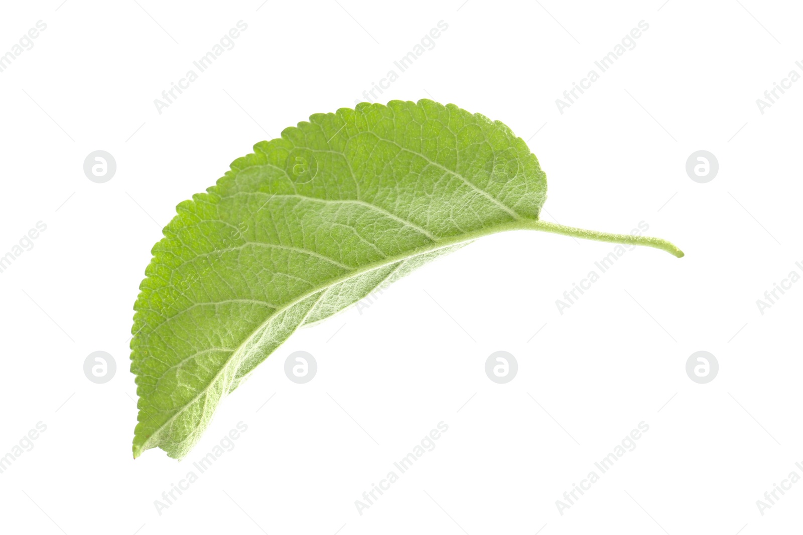 Photo of Green leaf of apple tree isolated on white