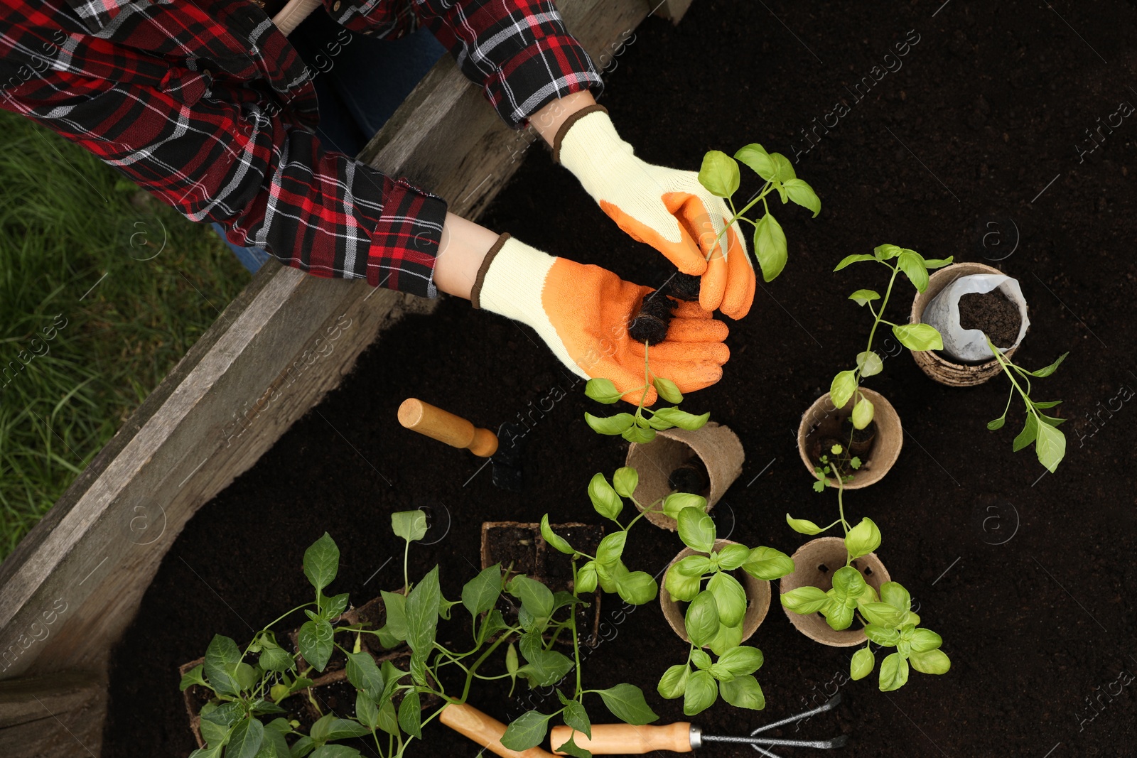 Photo of Woman transplanting seedlings from container in soil outdoors, top view