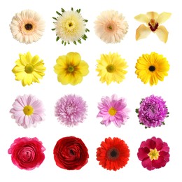 Image of Set with different beautiful flowers on white background