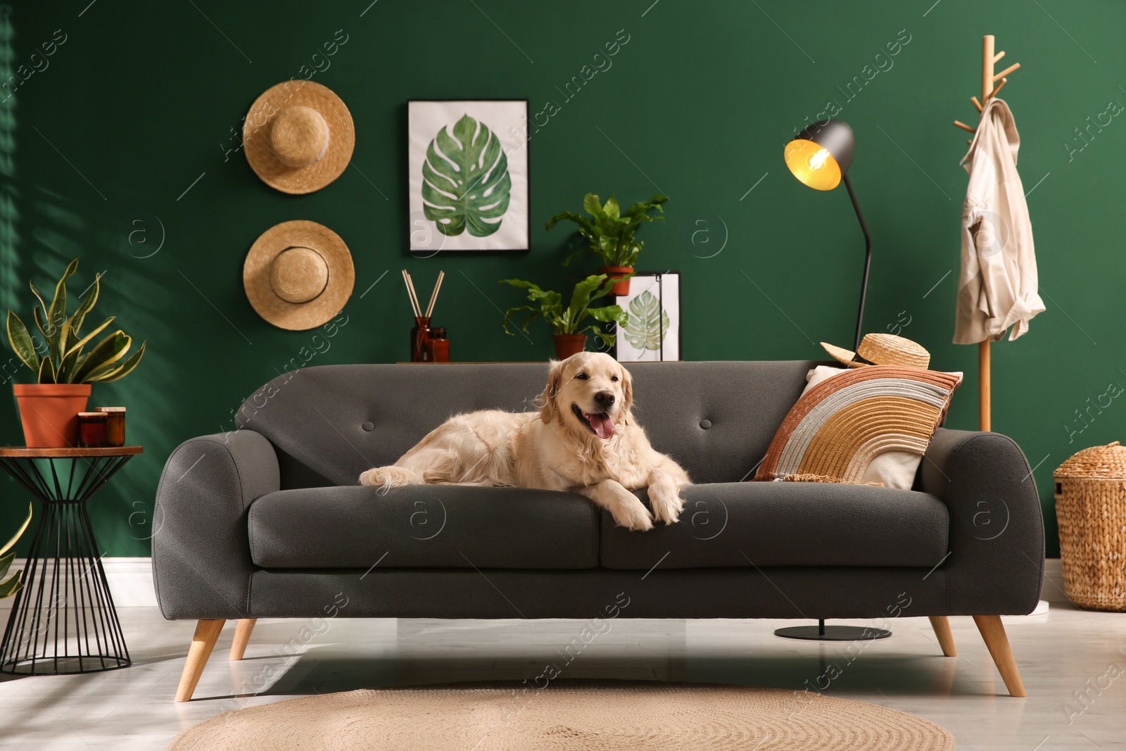 Photo of Modern living room interior. Cute Golden Labrador Retriever on couch