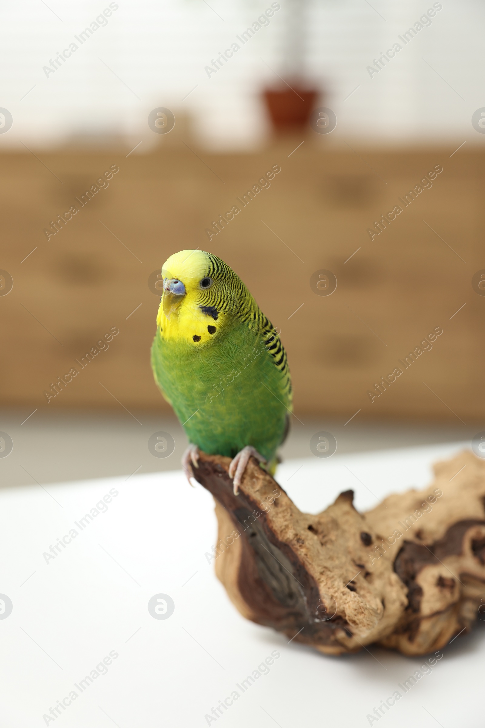 Photo of Pet parrot. Beautiful budgerigar siting on snag on table indoors