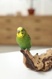 Photo of Pet parrot. Beautiful budgerigar siting on snag on table indoors