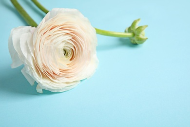 Photo of Ranunculus flower on color background, space for text