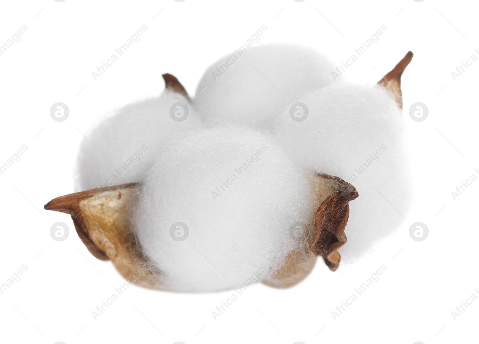 Photo of Beautiful fluffy cotton flower isolated on white