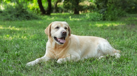 Photo of Golden Labrador Retriever dog lying on green grass in park