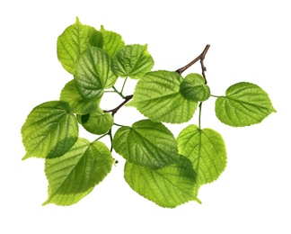 Branch with green leaves on white background