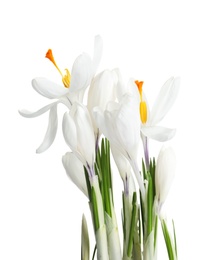 Photo of Beautiful spring crocus flowers on white background