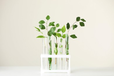 Photo of Test tubes with green plants on white table