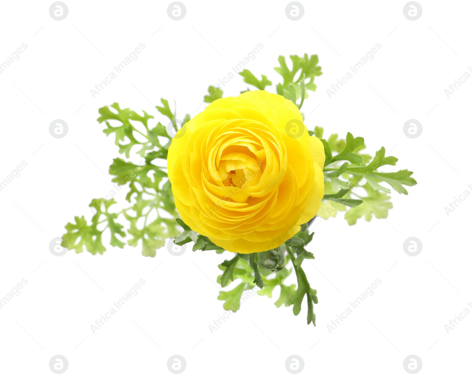 Photo of Beautiful yellow ranunculus flower on white background, top view