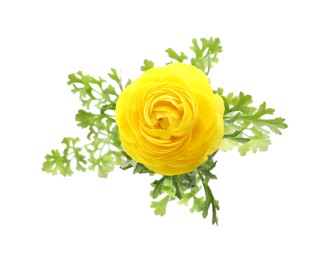 Photo of Beautiful yellow ranunculus flower on white background, top view