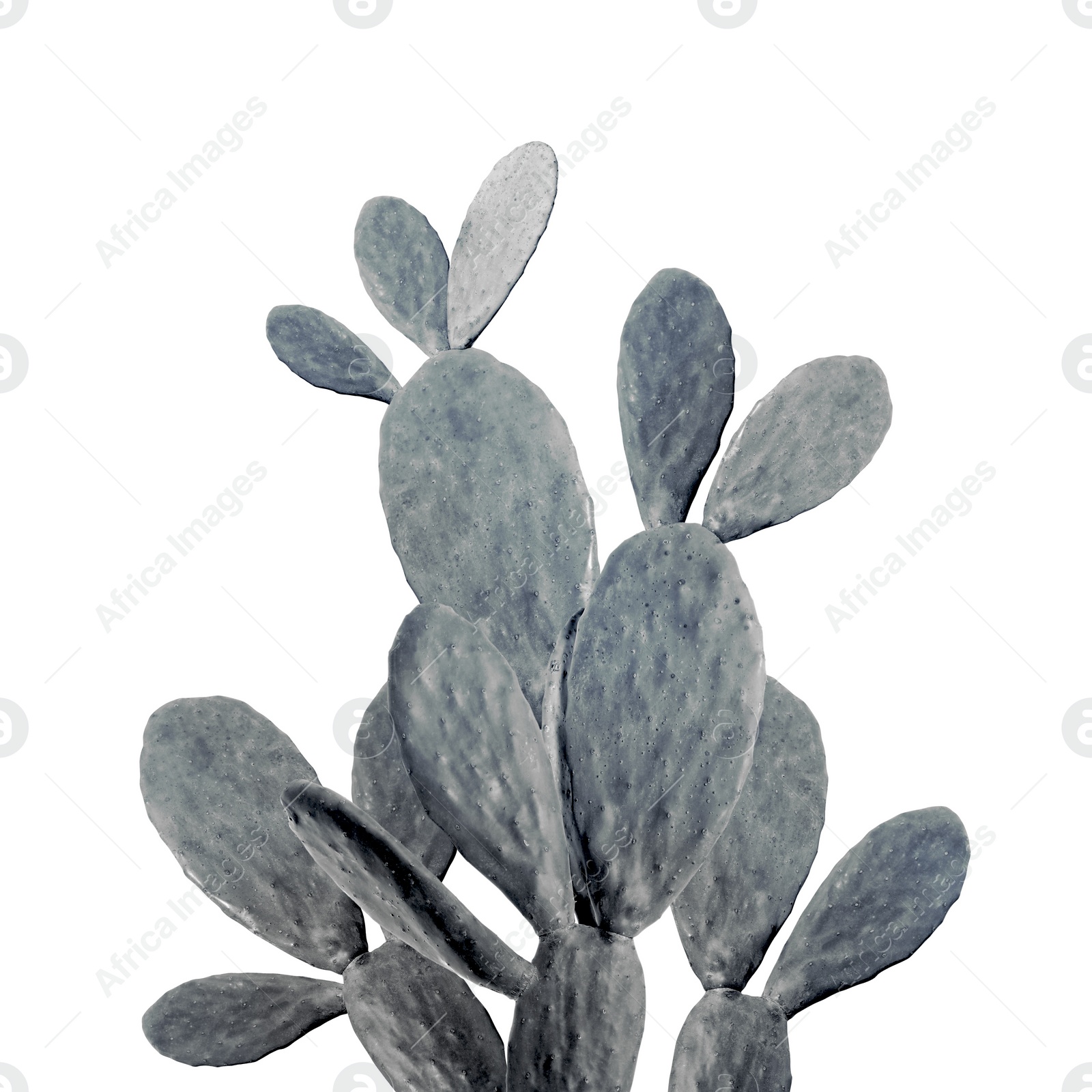 Image of Beautiful big cactus on white background. Color toned