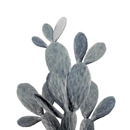 Beautiful big cactus on white background. Color toned